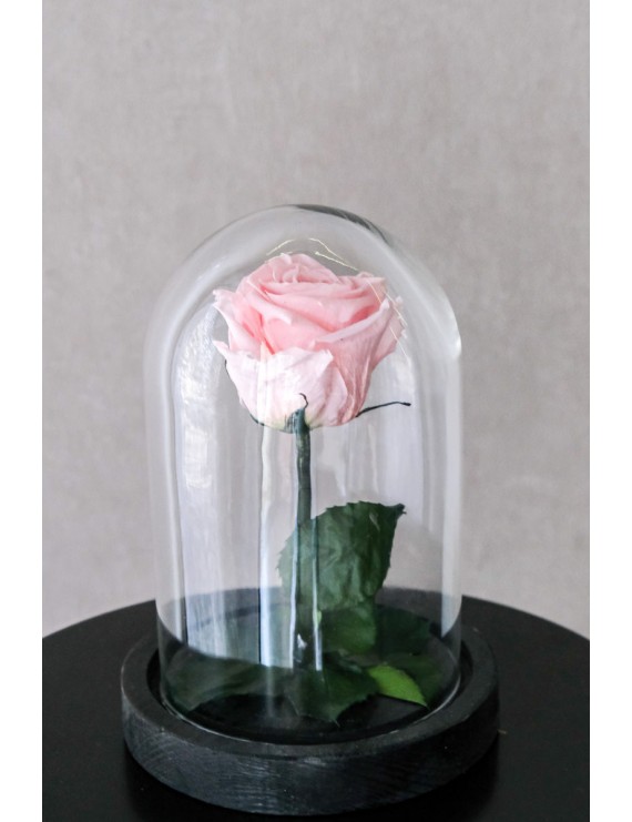 ροζ preserved τριαντάφυλλο