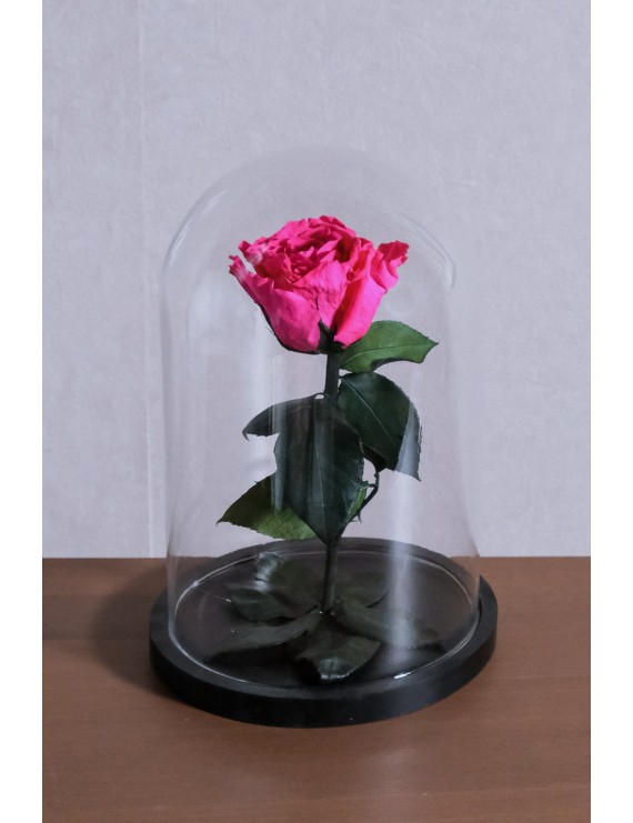 φούξια preserved τριαντάφυλλο