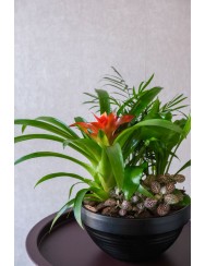 σύνθεση φυτών indoor