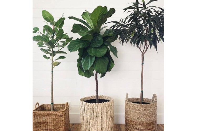 Η νέα τάση στο interior design θέλει αυτά τα φυτά να στο σπίτι σας!